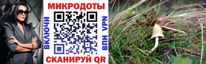 Купить где  Янаул  Галлюциногенные грибы Psilocybe 